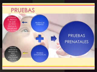 PRUEBAS DE
CRIBADO
PRUEBAS
DIAGNOSTICAS
PRUEBAS
PRENATALES
ESTIMAN
EL RIESGO
DE QUE
UN FETO
TENGA EL
SÍNDROME
DE DOWN
PERMITE
AFIRMAR O
NEGAR SI EL
FETO
PADECE
EFECTIVAME
NTE ESTA
ANOMALÍA
 