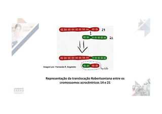 Representação da translocação Robertsoniana entre os
cromossomos acrocêntricos 14 e 21
Imagem por: Fernanda R. Angelotto
 