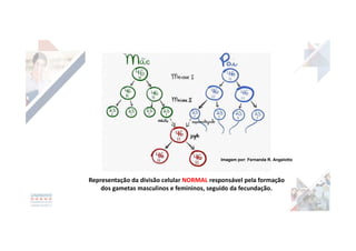 Representação da divisão celular NORMAL responsável pela formação
dos gametas masculinos e femininos, seguido da fecundação.
Imagem por: Fernanda R. Angelotto
 