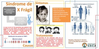 Daniela y Vanessa A. Ferreira
U.D.C.A facultad de enfermería
Biología
Una mutación en el
cromosoma X
causa el síndrome
de X frágil.
Síndrome de
Martin-Bell, en
honor a los
médicos Martin y
Bell quienes en el
año 1943.
Lo que ocurre en los pacientes que padecen este
síndrome es que tienen una alteración en el gen
FMR1, un tipo de mutación llamada expansión de
tripletes de nucleótidos o repeticiones de un
segmento de ADN compuesto por tres
nucleótidos: Citosina-Guanina-Guanina (CGG).
La severidad de los síntomas varía de un
individuo a otro y aun no existe en la actualidad
ningún tratamiento específico, sin embargo
Algunos métodos para mejorar la condición
son: terapias del lenguaje, terapia ocupacional,
fármacos antipsicóticos que mejoran la
agresividad y la inestabilidad emocional