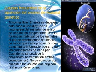 Causas frecuentes de la
aparición del exceso de material
genético
 Trisomía libre: El error se debe en
este caso a una disyunción
incompleta del material genético
de uno de los progenitores. (En la
formación habitual de los gametos
el par de cromosomas se separa,
de modo que cada progenitor sólo
transmite la información de uno de
los cromosomas de cada par.
Cuando no se produce la
disyunción se transmiten ambos
cromosomas). No se conocen con
exactitud las causas que originan
la disyunción errónea.
 