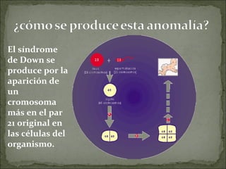 El síndrome de Down se produce por la aparición de un cromosoma más en el par 21 original en las células del organismo. 