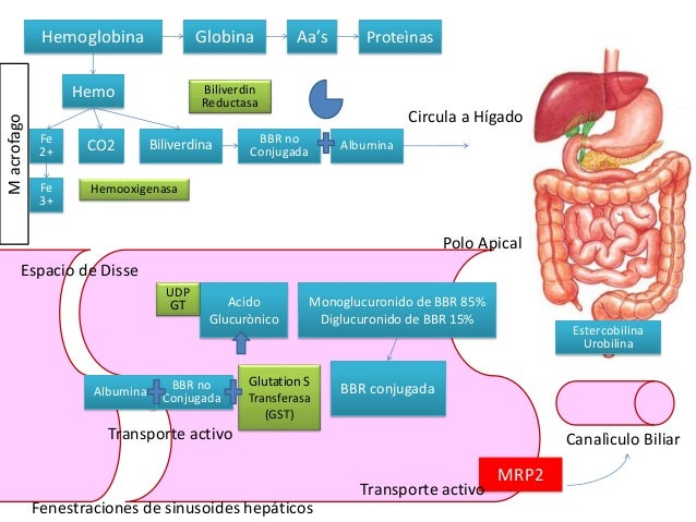 Sindrome de dubin johnson