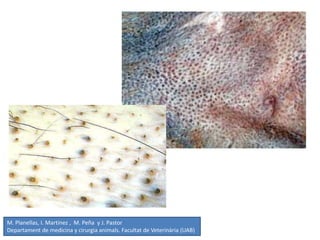 M. Planellas, I. Martínez , M. Peña y J. Pastor
Departament de medicina y cirurgia animals. Facultat de Veterinària (UAB)
 