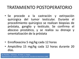 TRATAMIENTO POSTOPERATORIO
• Se procede a la castración y extirpación
quirúrgica del tumor testicular. Durante el
procedimiento quirúrgico se realizan biopsias de
próstata, ganglio y testículo. Se confirma el
absceso prostático, y se realiza su drenaje y
omentalización de la próstata
• Enrofloxacina 5 mg/kg cada 12 horas
• Ampicilina 15 mg/kg cada 12 horas durante 20
días.
M. Planellas, I. Martínez , M. Peña y J. Pastor
Departament de medicina y cirurgia animals. Facultat de Veterinària (UAB)
 