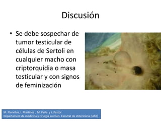 Discusión
• Se debe sospechar de
tumor testicular de
células de Sertoli en
cualquier macho con
criptorquidia o masa
testicular y con signos
de feminización
M. Planellas, I. Martínez , M. Peña y J. Pastor
Departament de medicina y cirurgia animals. Facultat de Veterinària (UAB)
 