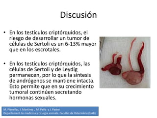 Discusión
• En los testículos criptórquidos, el
riesgo de desarrollar un tumor de
células de Sertoli es un 6-13% mayor
que en los escrotales.
• En los testículos criptórquidos, las
células de Sertoli y de Leydig
permanecen, por lo que la síntesis
de andrógenos se mantiene intacta.
Esto permite que en su crecimiento
tumoral continúen secretando
hormonas sexuales.
M. Planellas, I. Martínez , M. Peña y J. Pastor
Departament de medicina y cirurgia animals. Facultat de Veterinària (UAB)
 