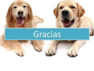 Gracias
 