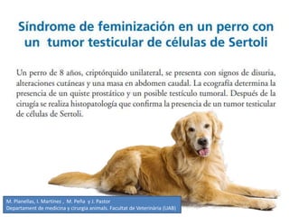 M. Planellas, I. Martínez , M. Peña y J. Pastor
Departament de medicina y cirurgia animals. Facultat de Veterinària (UAB)
 