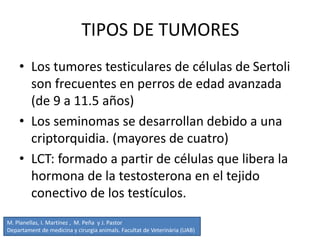TIPOS DE TUMORES
• Los tumores testiculares de células de Sertoli
son frecuentes en perros de edad avanzada
(de 9 a 11.5 años)
• Los seminomas se desarrollan debido a una
criptorquidia. (mayores de cuatro)
• LCT: formado a partir de células que libera la
hormona de la testosterona en el tejido
conectivo de los testículos.
M. Planellas, I. Martínez , M. Peña y J. Pastor
Departament de medicina y cirurgia animals. Facultat de Veterinària (UAB)
 