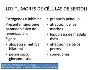 LOS TUMORES DE CÉLULAS DE SERTOLI
Estrógenos e inhibina
Presentan síndrome
paraneoplásico de
feminización.
Signos:
• alopecia simétrica
bilateral
• pelaje seco,
ginecomastia
• prepucio péndulo
• atracción de los
machos
• hipoplasia de médula
ósea
• atracción de otros
perros
• comedones
M. Planellas, I. Martínez , M. Peña y J. Pastor
Departament de medicina y cirurgia animals. Facultat de Veterinària (UAB)
 