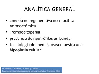 ANALÍTICA GENERAL
• anemia no regenerativa normocítica
normocrómica
• Trombocitopenia
• presencia de neutrófilos en banda
• La citología de médula ósea muestra una
hipoplasia celular.
M. Planellas, I. Martínez , M. Peña y J. Pastor
Departament de medicina y cirurgia animals. Facultat de Veterinària (UAB)
 
