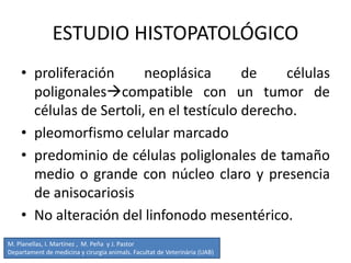 ESTUDIO HISTOPATOLÓGICO
• proliferación neoplásica de células
poligonalescompatible con un tumor de
células de Sertoli, en el testículo derecho.
• pleomorfismo celular marcado
• predominio de células poliglonales de tamaño
medio o grande con núcleo claro y presencia
de anisocariosis
• No alteración del linfonodo mesentérico.
M. Planellas, I. Martínez , M. Peña y J. Pastor
Departament de medicina y cirurgia animals. Facultat de Veterinària (UAB)
 