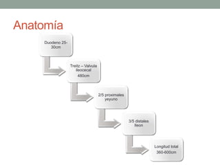 Anatomía
    Duodeno 25-
       30cm



                  Treitz – Valvula
                     ileocecal
                       480cm



                                     2/5 proximales
                                         yeyuno




                                                      3/5 distales
                                                         Ileon




                                                                     Longitud total
                                                                      360-600cm
 