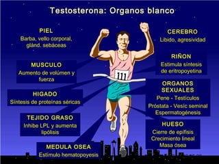 • Vermeulen and Kaufman. Horm Res 43:25-28,
1995
PIEL
Barba, vello corporal,
glánd. sebáceas
CEREBRO
Libido, agresividad
RIÑON
Estimula síntesis
de eritropoyetina
ORGANOS
SEXUALES
Pene - Testículos
Próstata - Vesíc seminal
Espermatogénesis
MEDULA OSEA
Estímulo hematopoyesis
HUESO
Cierre de epífisis
Crecimiento lineal
Masa ósea
Testosterona: Organos blanco
TEJIDO GRASO
Inhibe LPL y aumenta
lipólisis
HIGADO
Síntesis de proteínas séricas
MUSCULO
Aumento de volúmen y
fuerza
 