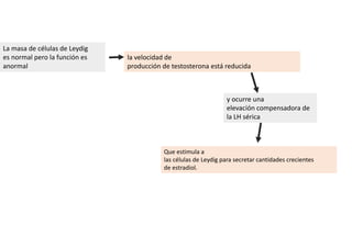 Que estimula a
las células de Leydig para secretar cantidades crecientes
de estradiol.
La masa de células de Leydig
es normal pero la función es
anormal
la velocidad de
producción de testosterona está reducida
y ocurre una
elevación compensadora de
la LH sérica
 
