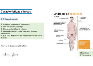 ✽ Presencia de segmento inferior largo
✽ Talla alta con brazada larga
✽ Ginecomastia (bilateral, indolora)
✽ Retraso en la aparición de caracteres sexuales
secundarios.
✽ 80% tiene disminución del crecimiento del vello facial
de torax
❋ En la adolescencia
Apoya el dx de síndrome Klinefelter.
Características clínicas
✽Infertilidad
✽ Tronco corto
 