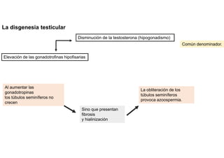 La disgenesia testicular
Disminución de la testosterona (hipogonadismo)
Elevación de las gonadotrofinas hipofisarias
Común denominador.
Al aumentar las
gonadotropinas
los túbulos seminíferos no
crecen
Sino que presentan
fibrosis
y hialinización
La obliteración de los
túbulos seminíferos
provoca azoospermia.
 