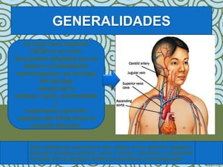 GENERALIDADES
   La vena cava superior
      (VCS) es un vaso
de paredes delgadas que se
   halla en el mediastino
anterosuperior, se encarga
         del drenaje
        venoso de la
cabeza, cuello, extremidade
              s
    superiores y porción
 superior del tórax hacia el
     corazón derecho.


     Está rodeada por estructuras más rígidas como esternón, tráquea y
     bronquio principal derecho, aorta y arteria pulmonar y totalmente
     envuelta por los ganglios linfáticos parahiliares y paratraqueales
 