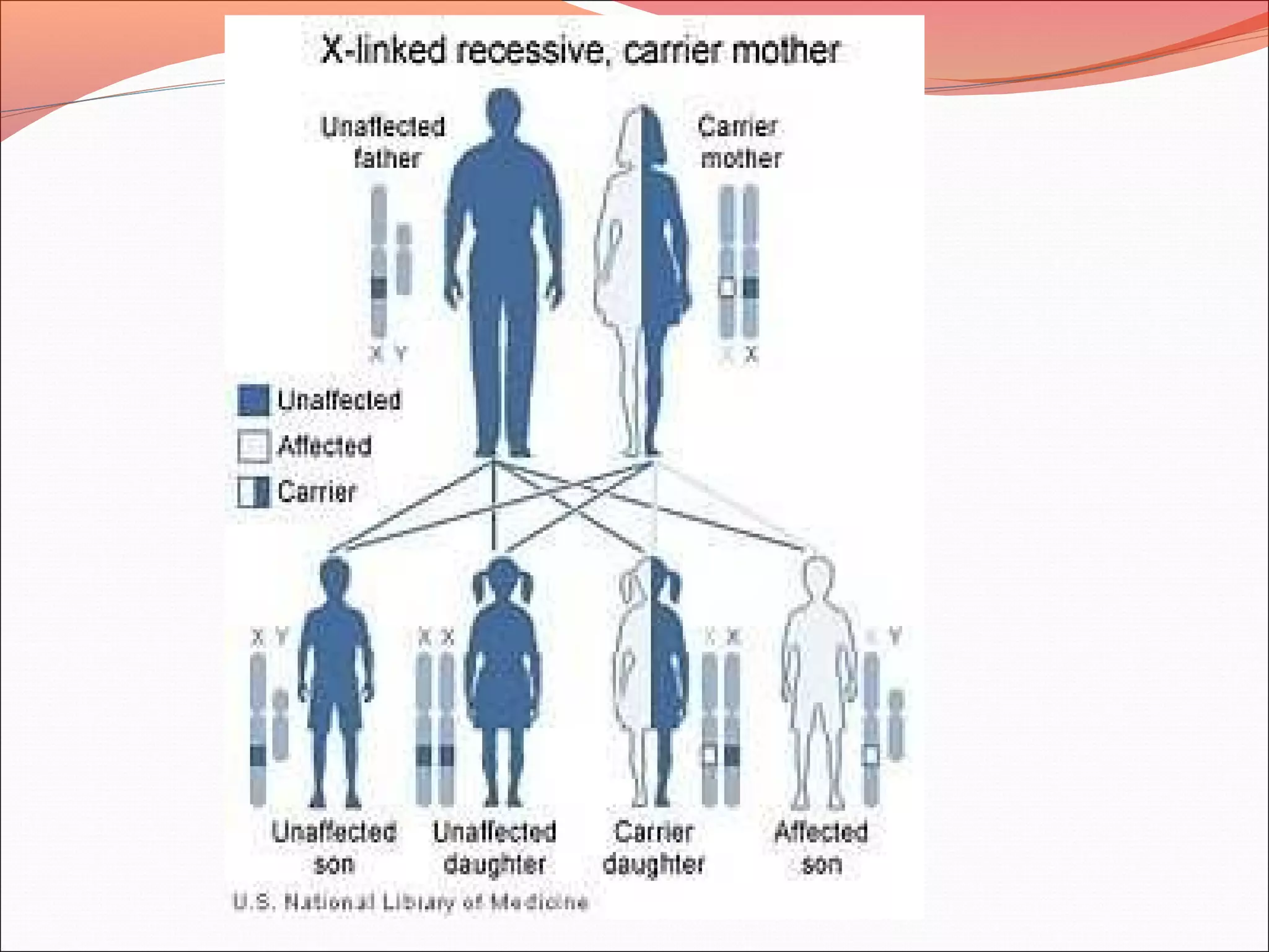 Sindrome de lesch nyhan | PPT | Brain and Nervous System Disorders ...