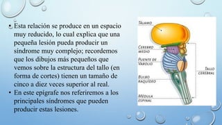 • Esta relación se produce en un espacio 
muy reducido, lo cual explica que una 
pequeña lesión pueda producir un 
síndrome muy complejo; recordemos 
que los dibujos más pequeños que 
vemos sobre la estructura del tallo (en 
forma de cortes) tienen un tamaño de 
cinco a diez veces superior al real. 
• En este epígrafe nos referiremos a los 
principales síndromes que pueden 
producir estas lesiones. 
 