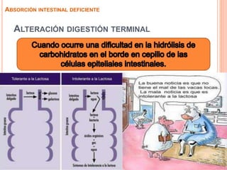 ALTERACIÓN DIGESTIÓN TERMINAL
ABSORCIÓN INTESTINAL DEFICIENTE
 
