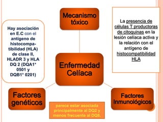 parece estar asociada
principalmente al DQ2 y
menos frecuente al DQ8.
La presencia de
células T productoras
de citoquinas en la
lesión celíaca activa y
la relación con el
antígeno de
histocompatibilidad
HLA
 