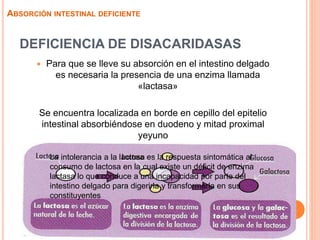 DEFICIENCIA DE DISACARIDASAS
 Para que se lleve su absorción en el intestino delgado
es necesaria la presencia de una enzima llamada
«lactasa»
Se encuentra localizada en borde en cepillo del epitelio
intestinal absorbiéndose en duodeno y mitad proximal
yeyuno
ABSORCIÓN INTESTINAL DEFICIENTE
La intolerancia a la lactosa es la respuesta sintomática al
consumo de lactosa en la cual existe un déficit de enzima
lactasa lo que conduce a una incapacidad por parte del
intestino delgado para digerirla y transformarla en sus
constituyentes
 