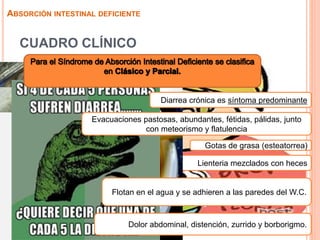 Lienteria mezclados con heces
Gotas de grasa (esteatorrea)
CUADRO CLÍNICO
ABSORCIÓN INTESTINAL DEFICIENTE
Diarrea crónica es síntoma predominante
Flotan en el agua y se adhieren a las paredes del W.C.
Dolor abdominal, distención, zurrido y borborigmo.
Evacuaciones pastosas, abundantes, fétidas, pálidas, junto
con meteorismo y flatulencia
 