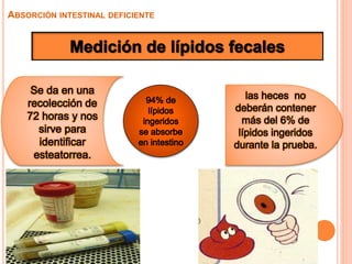ABSORCIÓN INTESTINAL DEFICIENTE
 