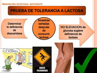 ABSORCIÓN INTESTINAL DEFICIENTE
 