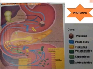 ABSORCIÓN INTESTINAL DEFICIENTE
 