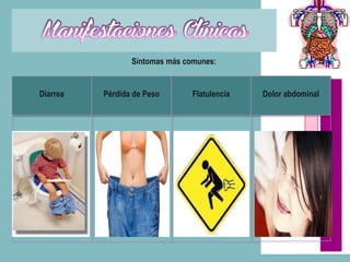Síntomas más comunes:


Diarrea   Pérdida de Peso       Flatulencia   Dolor abdominal
 