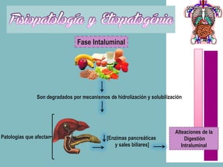 Fase Intaluminal




               Son degradados por mecanismos de hidrolización y solubilización




                                                                           Alteaciones de la
Patologías que afectan                       [Enzimas pancreáticas              Digestión
                                                y sales biliares]             Intraluminal
 