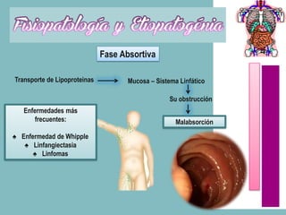 Fase Absortiva

Transporte de Lipoproteinas          Mucosa – Sistema Linfático

                                                   Su obstrucción
   Enfermedades más
       frecuentes:                                   Malabsorción

♠ Enfermedad de Whipple
   ♠ Linfangiectasia
      ♠ Linfomas
 