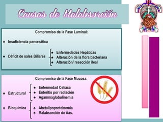 Compromiso de la Fase Luminal:

♠ Insuficiencia pancreática

                              ♠ Enfermedades Hepáticas
♠ Déficit de sales Biliares   ♠ Alteración de la flora bacteriana
                              ♠ Alteración/ resección ileal



                    Compromiso de la Fase Mucosa:

                   ♠ Enfermedad Celíaca
♠ Estructural      ♠ Enteritis por radiación
                   ♠ Agammaglobulinemia

♠ Bioquímica       ♠ Abetalipoproteinemia
                   ♠ Malabsorción de Aas.
 