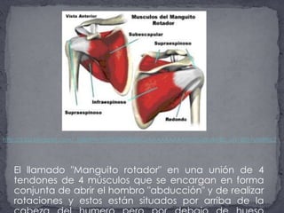 El llamado "Manguito rotador" en una unión de 4 tendones de 4 músculos que se encargan en forma conjunta de abrir el hombro "abducción" y de realizar rotaciones y estos están situados por arriba de la cabeza del humero pero por debajo de hueso de acromion, como se ve en esta imagen.http://2.bp.blogspot.com/_JgiBXPNvNYI/SDDrD8aIoCI/AAAAAAAAAHo/Ew2KdKHEU_o/s1600-h/MRfig.2