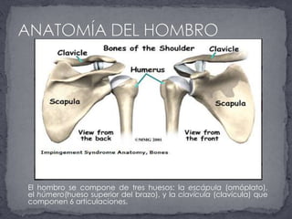 ANATOMÍA DEL HOMBROEl hombro se compone de tres huesos: la escápula (omóplato), el húmero(hueso superior del brazo), y la clavícula (clavícula) que componen 6 articulaciones.