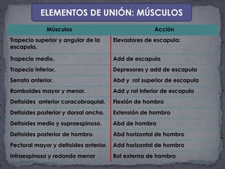 ELEMENTOS DE UNIÓN: MÚSCULOS