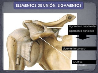ELEMENTOS DE UNIÓN: LIGAMENTOS AcromionLigamento trapezoideoLigamento conoideoLigamento coraco-clavicularApófisis coracoides 