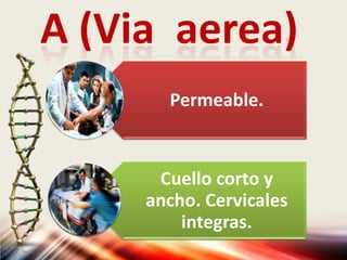 A (Via aerea)
Permeable.
Cuello corto y
ancho. Cervicales
integras.
 