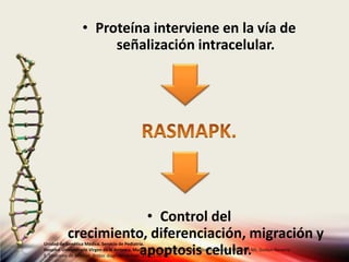 • Proteína interviene en la vía de
señalización intracelular.
• Control del
crecimiento, diferenciación, migración y
apoptosis celular.
Unidad de Genética Médica. Servicio de Pediatría.
Hospital Universitario Virgen de la Arrixaca, Murcia. Asociación Española de Pediatría. Ballesta Martinez MJ, Guillen-Navarro
E. Sindrome de Noonan. Protoc diagn ter pediatr. 2010;1:56-63.
 