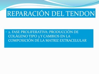  2. FASE PROLIFERATIVA: PRODUCCIÓN DE
COLÁGENO TIPO 3 Y CAMBIOS EN LA
COMPOSICIÓN DE LA MATRIZ EXTRACELULAR
 