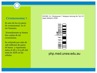 Cromosoma 7
Es uno de los 23 pares
de cromosomas en el
ser humano.
Normalmente se tienen
dos copias de tal
cromosoma.
Se extiende por más de
158 millones de pares
de bases y representa
entre el 5% y el 5,5% del
total de ADN en las
células.
php.med.unsw.edu.au
 