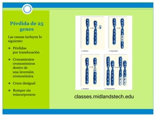 Pérdida de 25
genes
Las causas incluyen lo
siguiente:
v  Pérdidas
por translocación
v  Cruzamientos
cromosómicos
dentro de
una inversión
cromosómica
v  Cruce desigual
v  Romper sin
reincorporarse
classes.midlandstech.edu
 