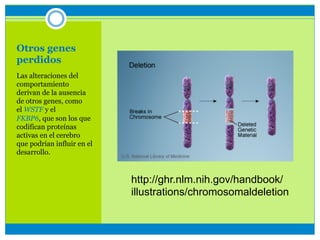 Otros genes
perdidos
Las alteraciones del
comportamiento
derivan de la ausencia
de otros genes, como
el WSTF y el
FKBP6, que son los que
codifican proteínas
activas en el cerebro
que podrían influir en el
desarrollo.
http://ghr.nlm.nih.gov/handbook/
illustrations/chromosomaldeletion
 