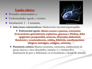 Cuadro clínico: Portador asintomático y Enfermedades aguda y crónica. Incubación: 1 - 3 semanas.  Infecciones asintomáticas:  Malabsorción intestinal imperceptible.  Enfermedad aguda:   diarrea acuosa o pastosa, esteatorrea (evacuaciones generalmente explosivas, grasosas y fétidas), dolor epigástrico postprandial, anorexia, distensión abdominal, flatulencia y ocasionalmente, cefalea, febrícula, manifestaciones alérgicas (artralgias, mialgias, urticaria).  Parasitosis crónica:  Diarrea recurrente, esteatorrea, malabsorción de grasas, lactosa y otros disacáridos, vitamina A y vitamina B12, disminución de peso y deficiencias en el crecimiento y desarrollo infantil. 