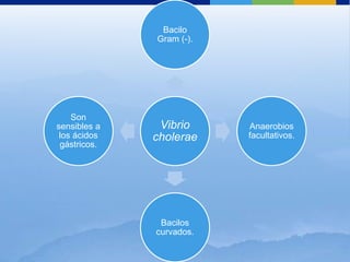 Vibrio
cholerae
Bacilo
Gram (-).
Anaerobios
facultativos.
Bacilos
curvados.
Son
sensibles a
los ácidos
gástricos.
 