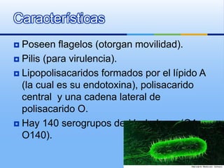 Características
 Poseen flagelos (otorgan movilidad).
 Pilis (para virulencia).
 Lipopolisacaridos formados por el lípido A
(la cual es su endotoxina), polisacarido
central y una cadena lateral de
polisacarido O.
 Hay 140 serogrupos de V. cholerae (O1-
O140).
 