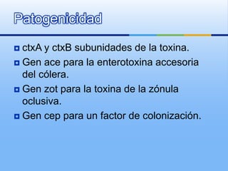 Patogenicidad
 ctxA y ctxB subunidades de la toxina.
 Gen ace para la enterotoxina accesoria
del cólera.
 Gen zot para la toxina de la zónula
oclusiva.
 Gen cep para un factor de colonización.
 